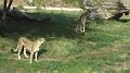 Cheetah feeding